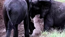 Breathtaking Safari Video Of Two Young African Elephants Engaging In Playful Headbutting On A Dirt Road
