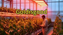 Inside Greenhouse Heating: 1000W 1200W Halogen Infrared Lamp in Modern Plant Growing Applications