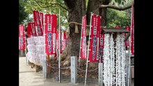 Sumiyoshi Taisha: The head shrine of the approximately 2,300 Sumiyoshi shrines nationwide