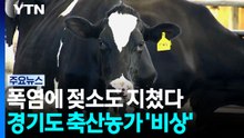 폭염에 젖소도 지쳤다...경기도 축산농가 '비상' / YTN
