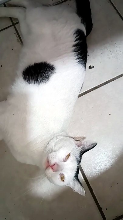 🐾💻 El Gato Pernanca llega a mi oficina y se duerme feliz 🎊😴 #Felinos #Mascotas #AmigosPeludos