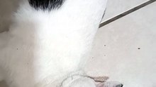 🐾💻 El Gato Pernanca llega a mi oficina y se duerme feliz 🎊😴 #Felinos #Mascotas #AmigosPeludos