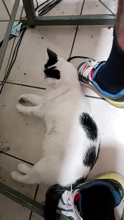 🌞🐾 El Gato Pernanca se duerme en mis pies y conquista la oficina 🎉💻 #Felinos #Mascotas