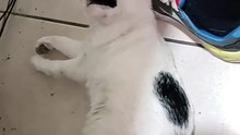 🌞🐾 El Gato Pernanca se duerme en mis pies y conquista la oficina 🎉💻 #Felinos #Mascotas
