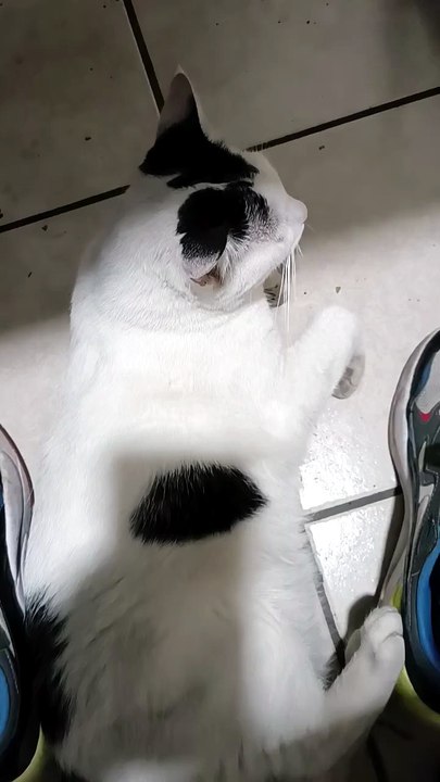 🐱💻 El Gato Pernanca convierte mi oficina en su rincón favorito 🎊😴 #Felinos #Mascotas