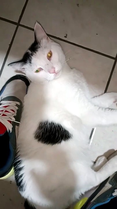 😺💻 El Gato Pernanca visita mi oficina y se duerme feliz 🎊🐾 #Felinos #Mascotas