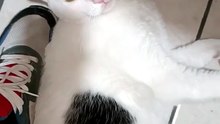 😺💻 El Gato Pernanca visita mi oficina y se duerme feliz 🎊🐾 #Felinos #Mascotas
