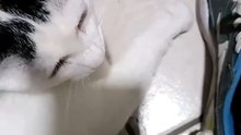 😺💻 El Gato Pernanca convierte mi oficina en su lugar de descanso 🎊🐾 #Felinos #Mascotas