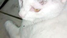 🐾😺 El Gato Pernanca visita la oficina y se queda dormido en mis pies 💻🎉 #Mascotas #AmigosFelinos
