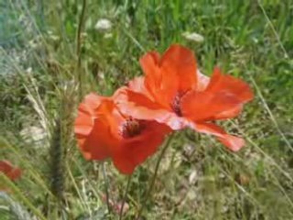 Vercors été 2008
