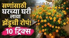 सणांसाठी घरच्या घरी लावा झेंडू! 🌸 झेंडूची लागवड आणि संपूर्ण देखभाल | Marigold Farming & Care Guide