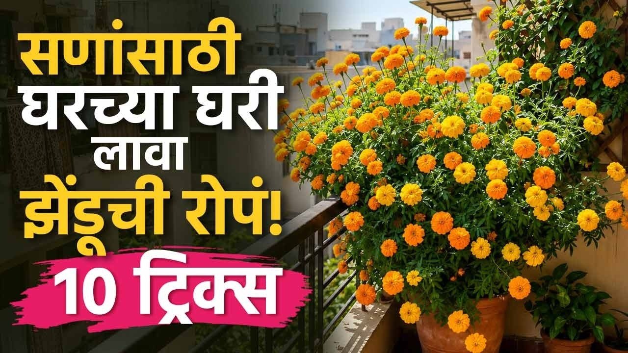 सणांसाठी घरच्या घरी लावा झेंडू! 🌸 झेंडूची लागवड आणि संपूर्ण देखभाल | Marigold Farming & Care Guide