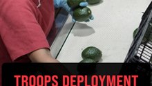 Mexico deploys 1,500 troops to avocado hub in bid to resume US exports