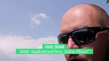 Susza w Alzacji: rolnicy stawiają na rośliny strączkowe