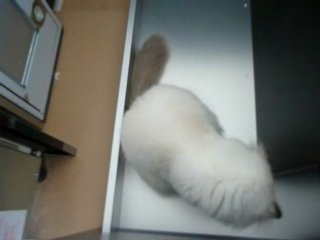 Il est foufou mon frère Couartzou