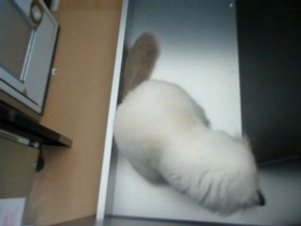 Il est foufou mon frère Couartzou