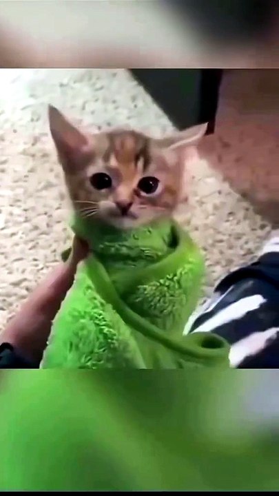 Cat Core part 1 😸😸😸