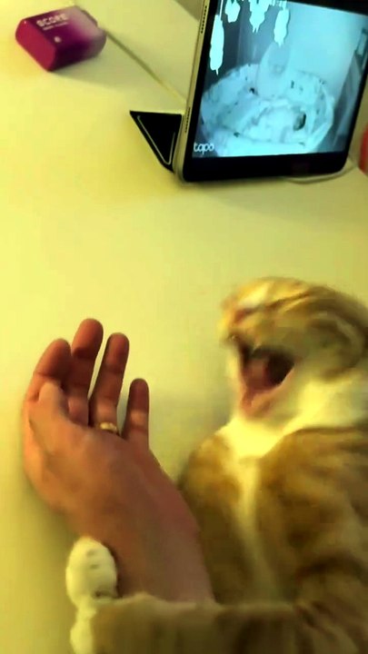 Stop Bite Me. . .🙀😸😸