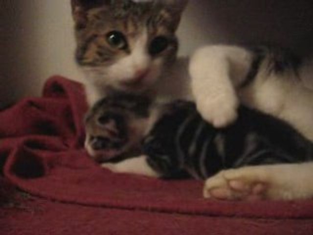 Maman minette et son petit chaton
