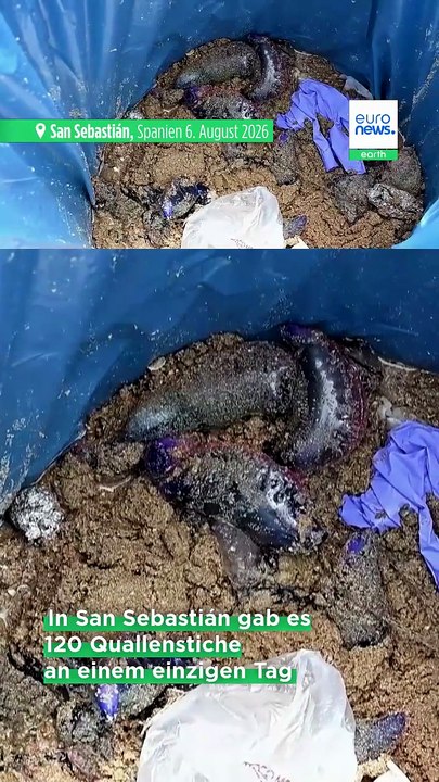 Portugiesische Galeeren an Spaniens Küsten: so reagieren Sie bei einer Berührung