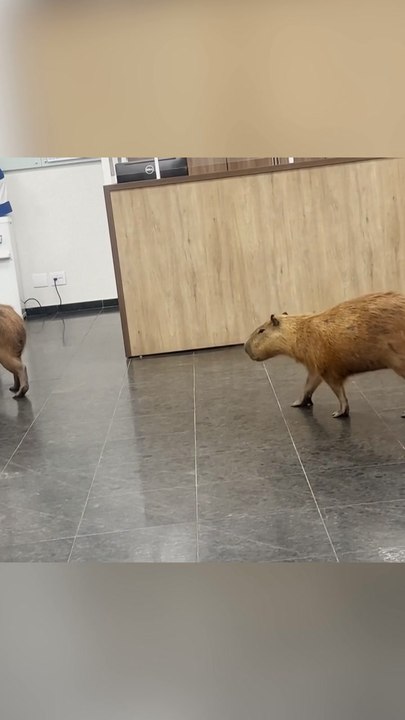 Capybaras in halls of Brazil state legislature