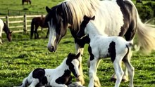 Gypsy Vanner Mother Horse 🥰 Beautiful Foal ❤️ Loving Moment