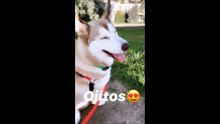 Aquiles, la mascota de Alejandra Espinoza