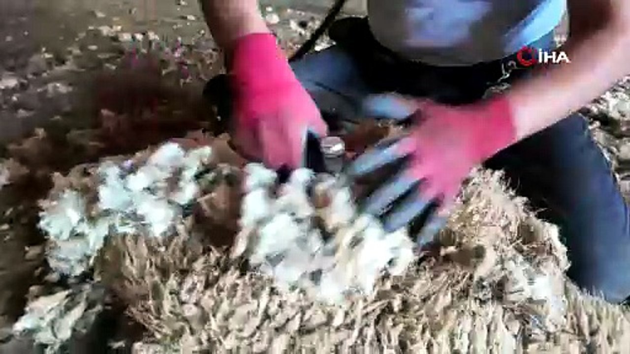 Kırkımcılar aylık 250 bin lira para kazanıyor