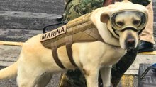 Ten canine icons that reshaped history