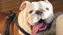 Meet 13 Bulldog Breeds That Exude Loyalty and Charm