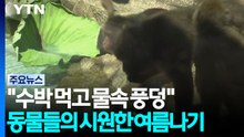 "수박 먹고 물속 풍덩"...동물들의 시원한 여름나기 / YTN