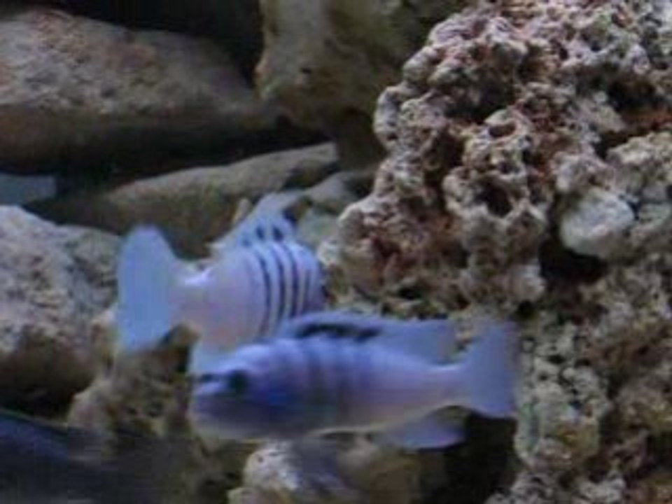 Male et femelle zebra hara galleyra