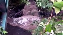 Sewage spills into the River Tavy