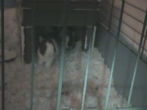 Bébés lapins 15 jours