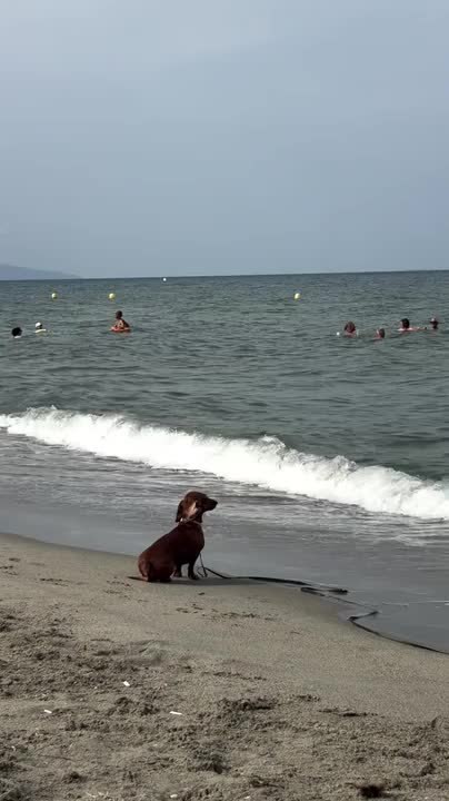 Dachshund Watches Waves Rolling by Like Tiny Beach Philosopher