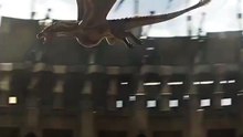 Ruler of the Skies: Majestic Bird of Prey Soars to New Heights