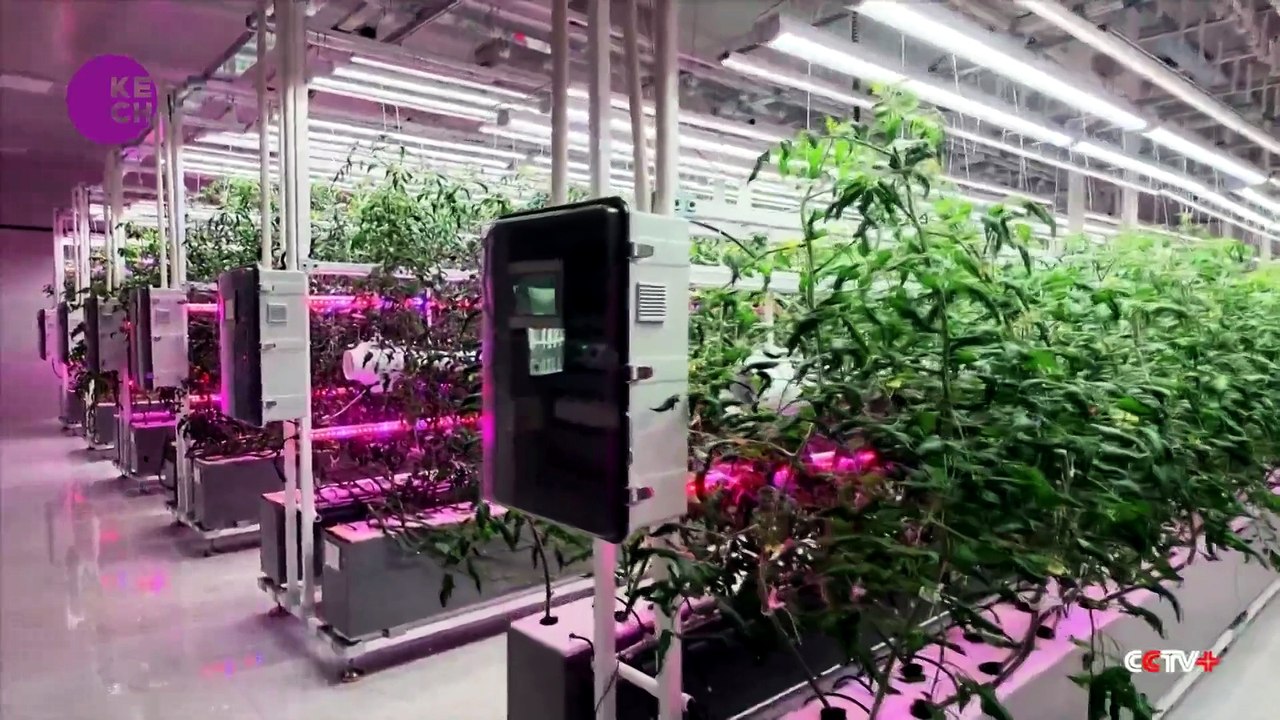 Smart farming plants seeds of prosperity in east China's Zhejiang