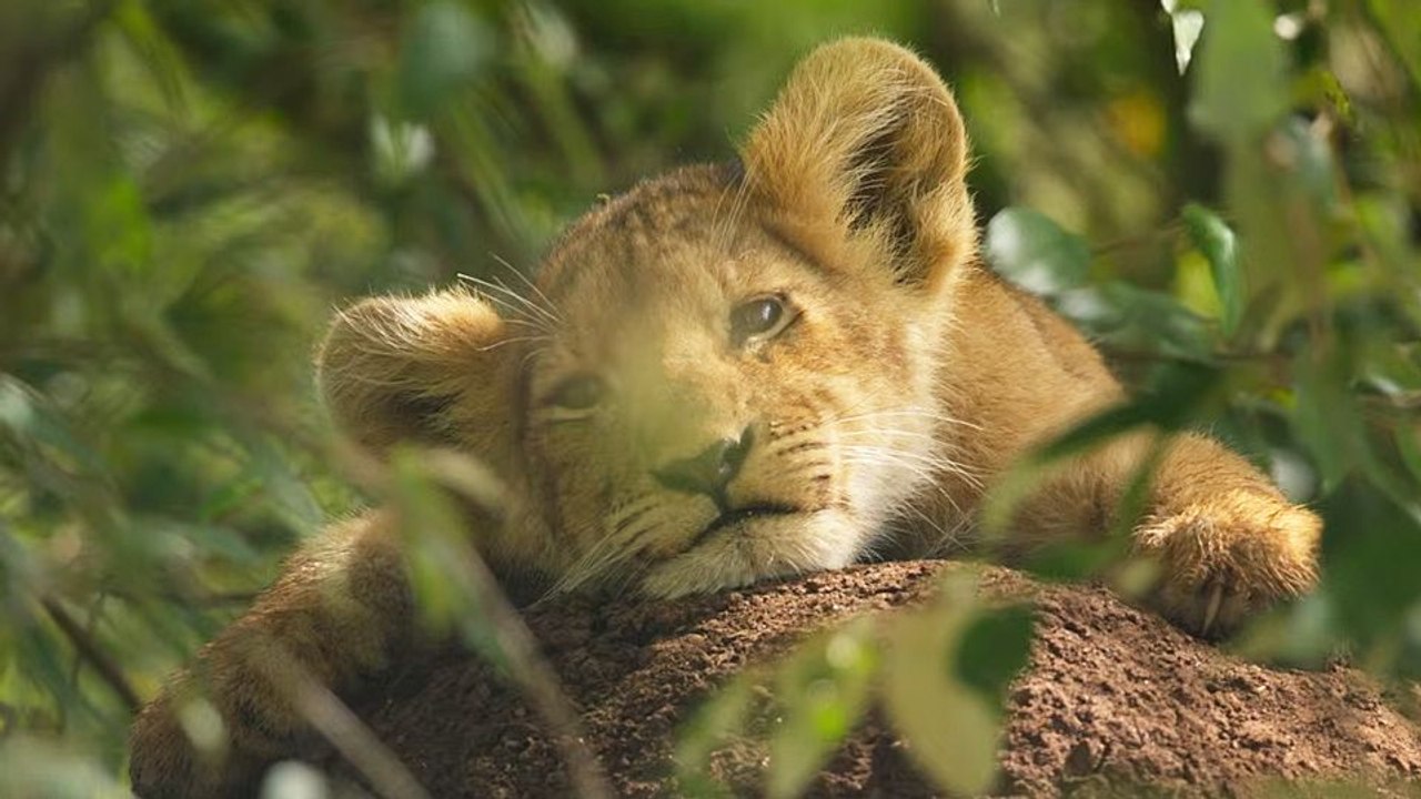 Lion - saison 1 Bande-annonce VF