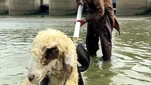 بھیڑ کے بچے کو۔ بچا لیا