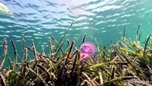Crisi climatica, Mediterraneo sempre più caldo anche in profondità