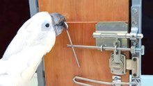 Meet 12 Animals Smarter Than You Think