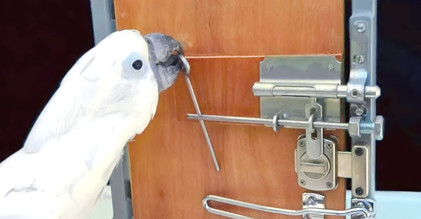 Meet 12 Animals Smarter Than You Think