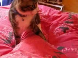 chat joue sur le lit