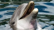 Hidden Dolphin Gems: 12 Spots Where the Ocean Reigns