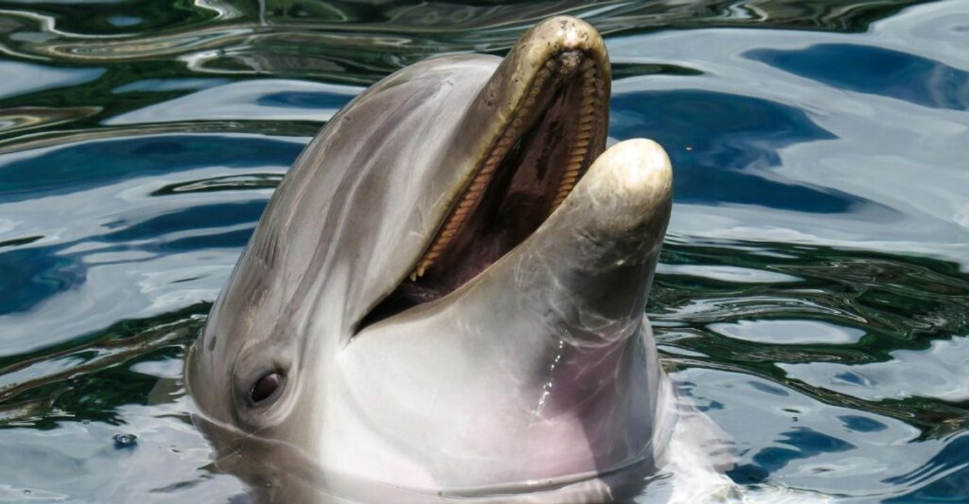 Hidden Dolphin Gems: 12 Spots Where the Ocean Reigns