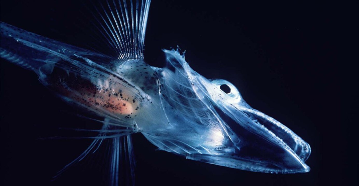How Scientists Count Tiny Marine Creatures From Space