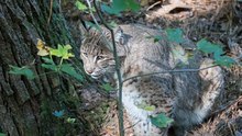 Balancing Bobcats and Farms: Innovative Paths to Peaceful Coexistence