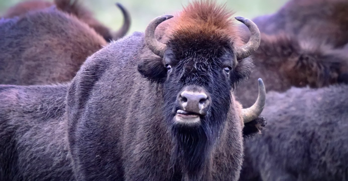 A closer look: 9 surprising facts about the American bison