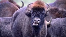 A closer look: 9 surprising facts about the American bison