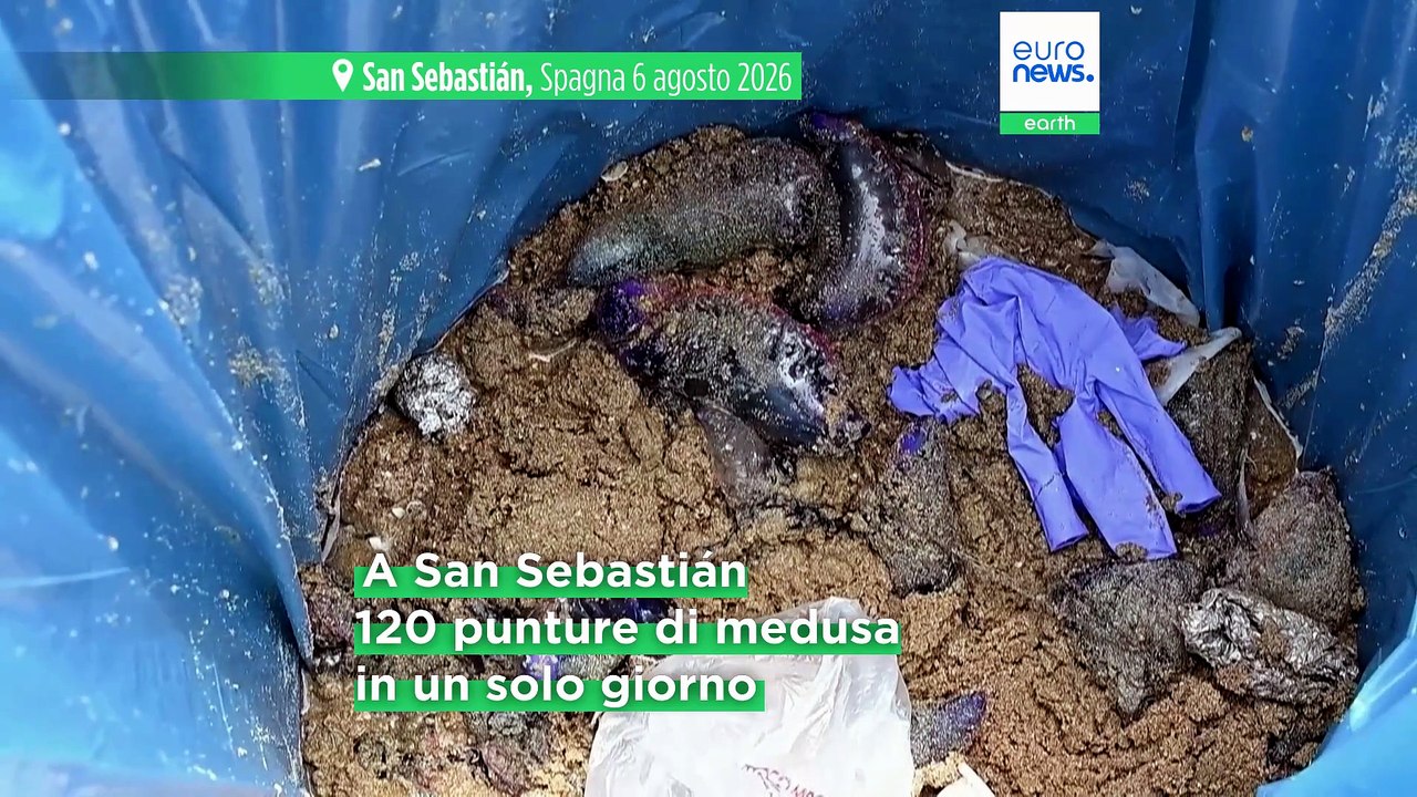 Caravelle portoghesi in aumento in Spagna: cosa fare in caso di puntura